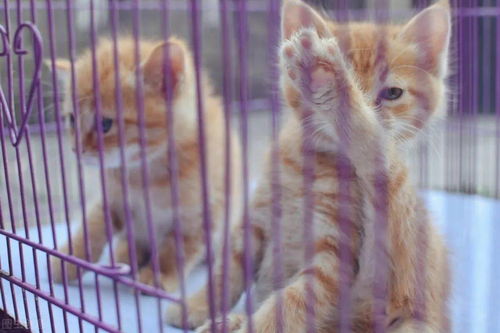 宠物猫怎么买呢便宜