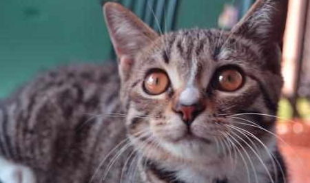 家猫怎么养成宠物猫