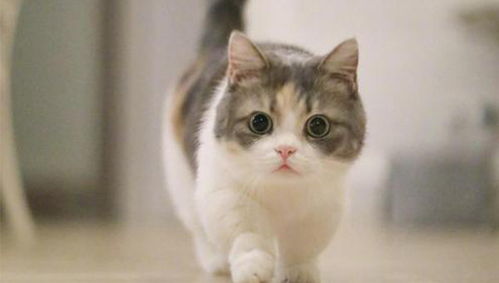 买宠物猫幼猫怎么挑选