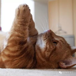 短腿宠物猫怎么养活的
