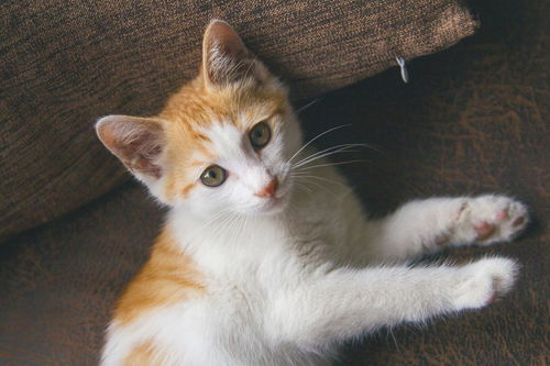 宠物猫半夜都会乱叫吗怎么办