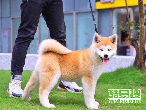 西安秋田犬多少钱