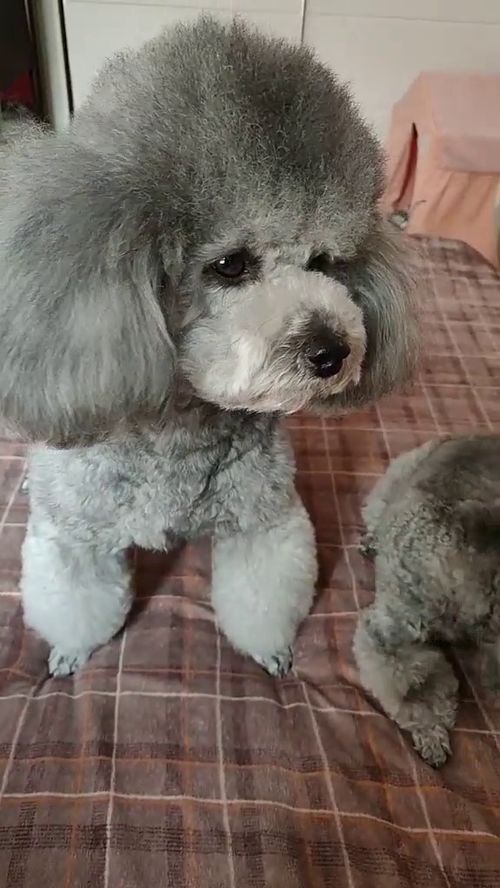 怎么样宠物狗不臭臭的