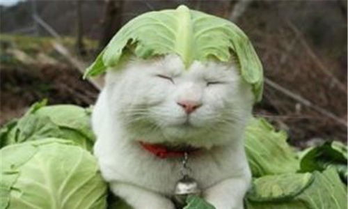 宠物猫怎么吃生菜