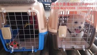 怎么叫顺丰托运宠物狗呢