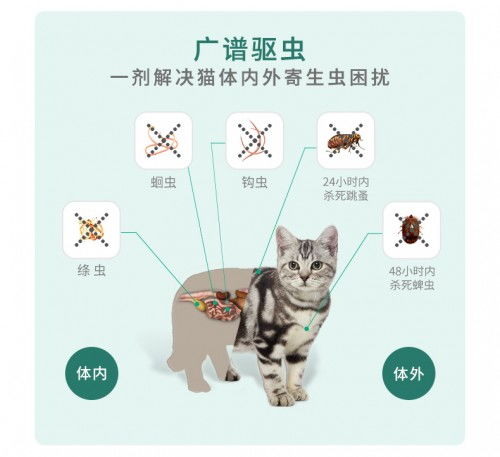宠物猫驱虫怎么办