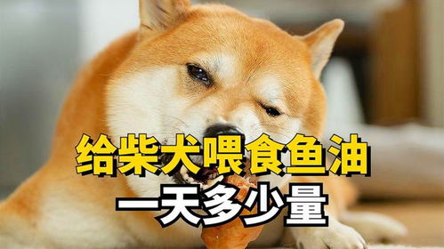 柴犬一天吃多少狗粮