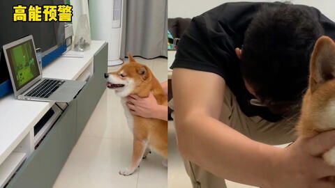 和自己家的宠物狗怎么拍照