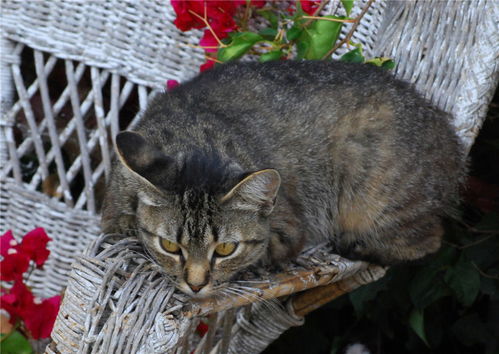 宠物猫病了怎么处理好