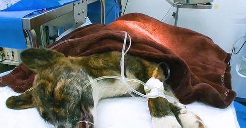 宠物狗车祸死亡后怎么办