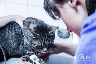 怎么防宠物猫生病