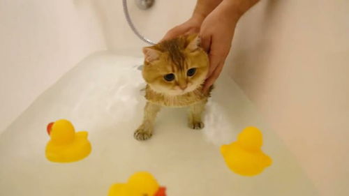宠物猫洗澡鸭子怎么洗
