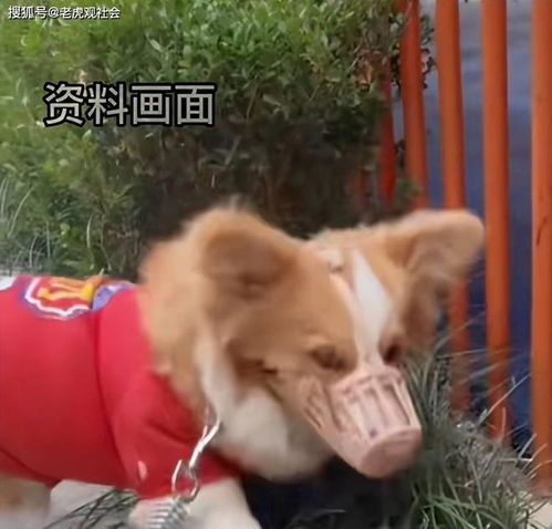 宠物狗不戴嘴罩怎么办