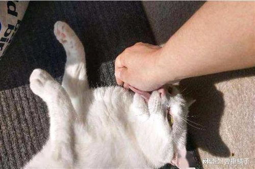 宠物猫咬人怎么训练的