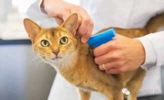 宠物猫怎么检查身体