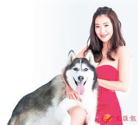 怎么给宠物狗做游乐场