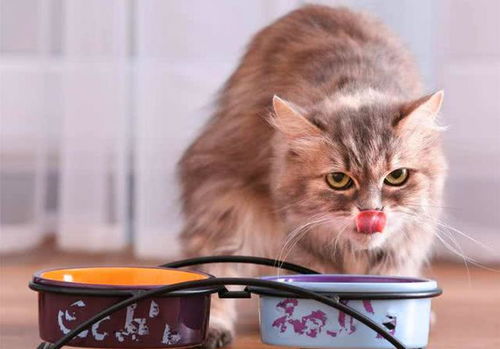 怎么养宠物猫吃维生素b