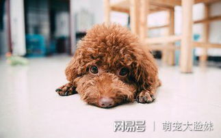 泰迪宠物狗流浪怎么办啊