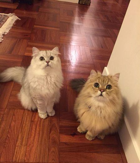 宠物猫怎么减少掉毛
