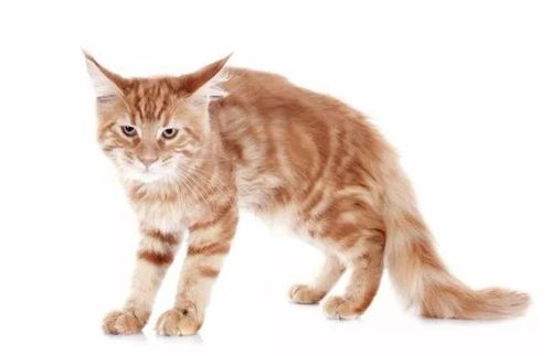 宠物猫怎么和它们沟通
