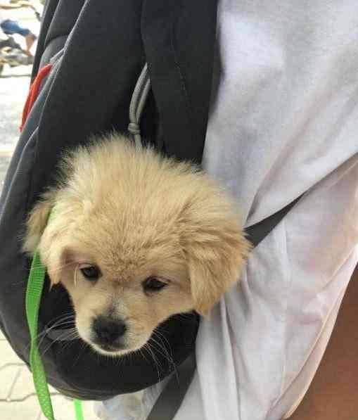 小太迪宠物狗怎么养的