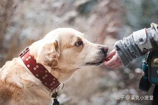 狗的最长寿命是多少