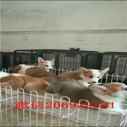 养殖场宠物狗该怎么销售