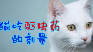 宠物猫肾衰竭怎么办呀