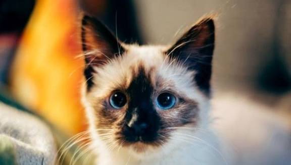 新手宠物猫怎么挑选