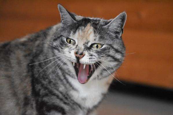 怎么防止宠物猫抓人咬人