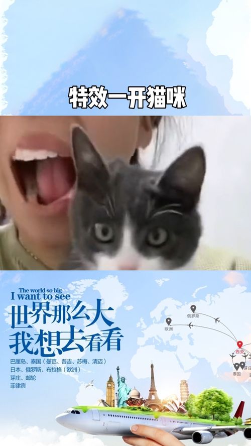 宠物猫怎么投胎