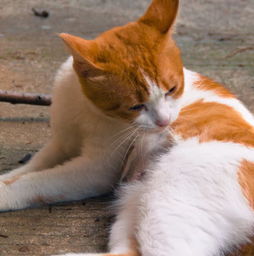 怎么销售宠物猫粮