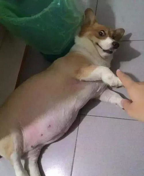 宠物狗怎么养才不会得病