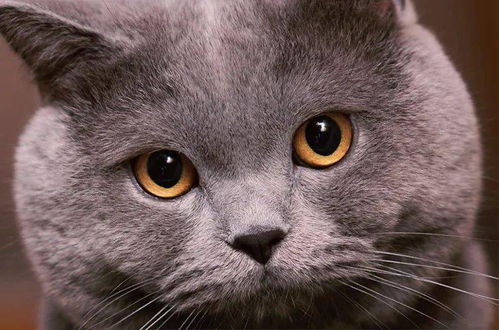 宠物猫应该怎么拍