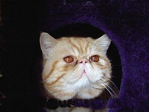 怎么粘宠物猫