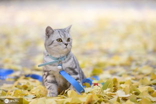 宠物猫标签怎么写的