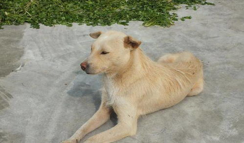 土狗群打宠物狗怎么办