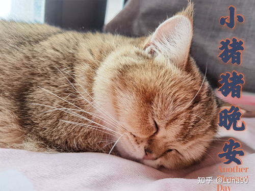 想养宠物猫怎么买好一点