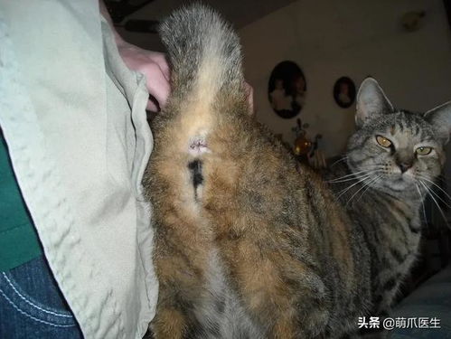 宠物猫肛门有虫怎么办啊