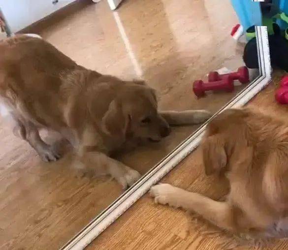 宠物狗要怎么寄送回家给主人