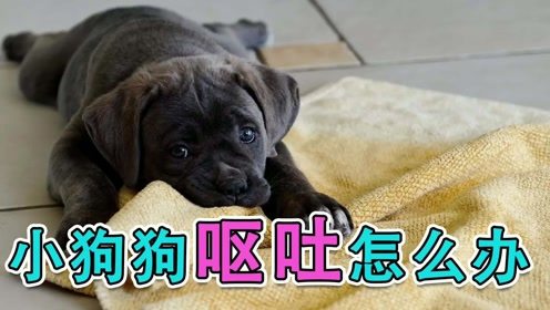 小宠物狗有点呕吐怎么办