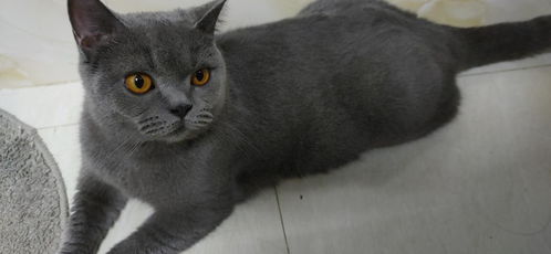 英短猫每个月多少