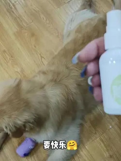 宠物狗放屁太臭怎么办