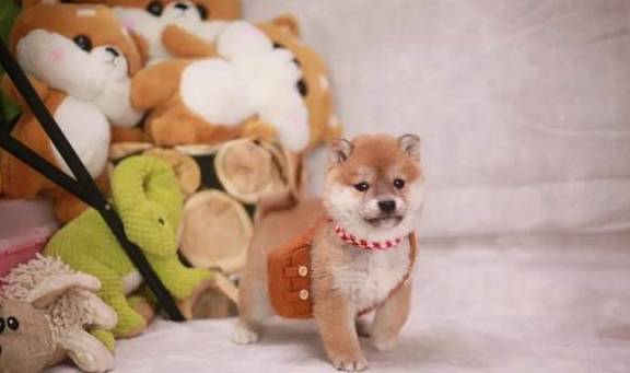 宠物狗好养吗怎么养大的