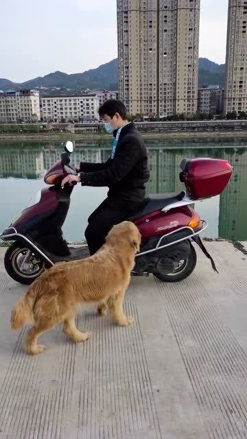 宠物狗外出怎么带出去溜达