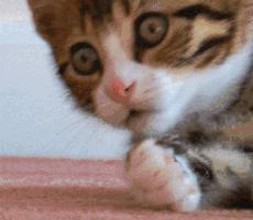 宠物猫情感语录怎么写