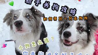 新手养犬宠物狗怎么养好