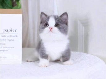 幼猫宠物猫蓝猫怎么养