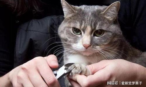 宠物猫怎么爪子抓