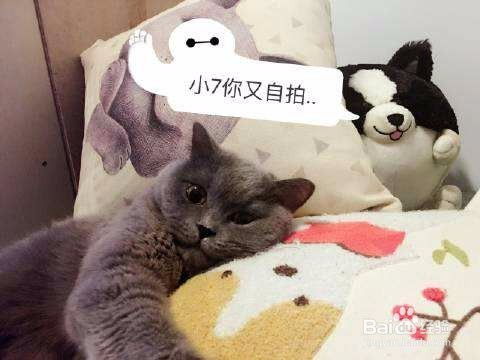 怎么领养宠物猫狗